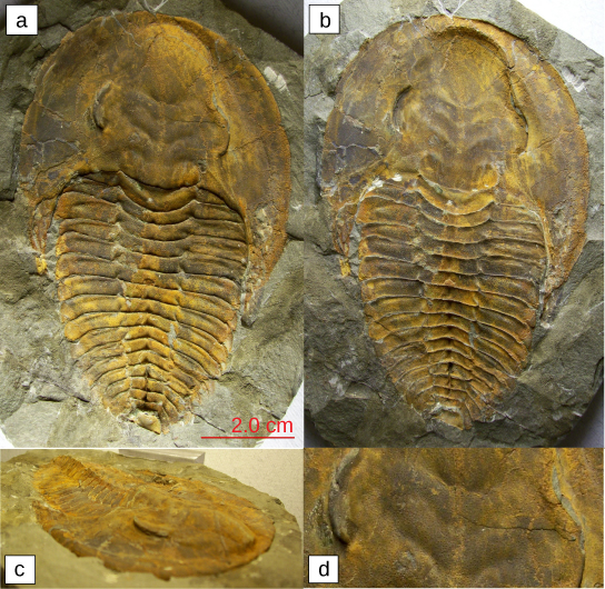 Parts a–d show four trilobite fossils. All are teardrop shaped, with a smooth wide end. About one-third of the way down, the body is segmented into horizontal ridges.