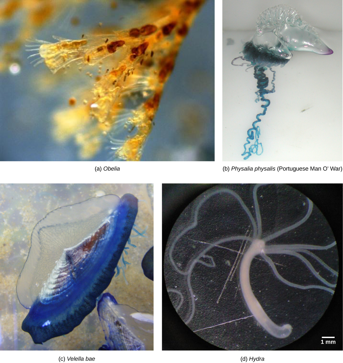Photo a shows Obelia, which has a body composed of branching polyps. Photo b shows a Portuguese Man O’ War, which has ribbon-like tentacles dangling from a clear, bulbous structure, resembling an inflated plastic bag. Photo c shows Velella bae, which resembles a flying saucer with a blue bottom and a clear, dome-shaped top. Photo d shows a hydra with long tentacles, extending from a tube-shaped body.