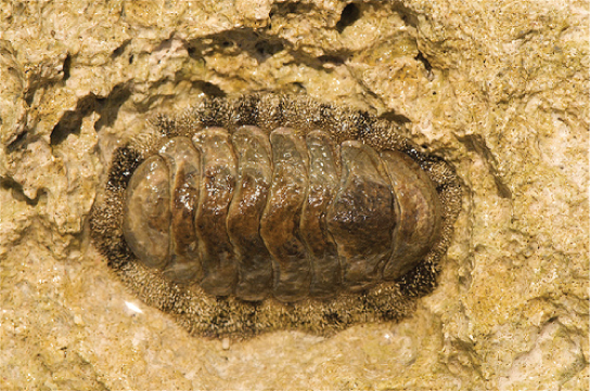 The photo shows a chiton, which has an oval body with plate-like armor divided into segments.