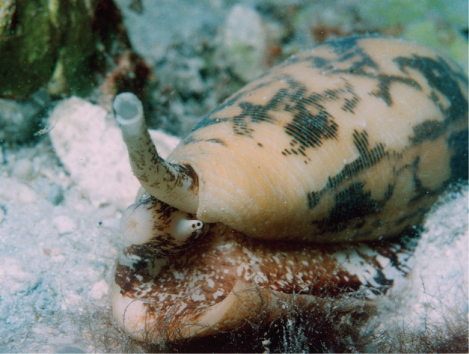 The photo shows Conus on the sea floor. The shape of the shell resembles that of a pasta shell. A snout sticks out the front end.