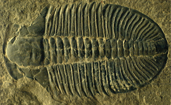 The fossilized trilobite resembles a footprint, with a rounded front end and ridges extending across the body.