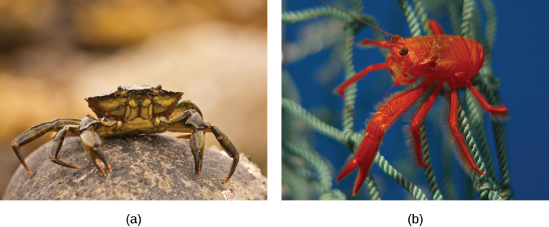 Photo a shows a crab on land, and photo b shows a bright red shrimp in the water.