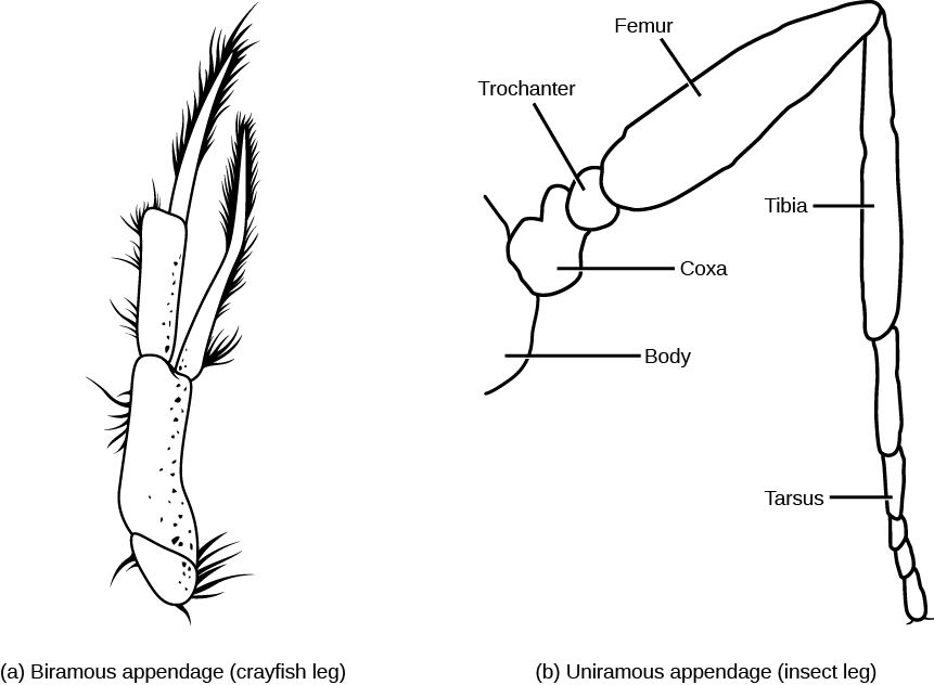 Illustration A shows the biramous, or two-branched leg of a crayfish. Illustration B shows the uniramous, or one-branched leg of an insect.