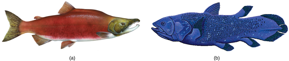 The illustration compares a bright red salmon (a) and a blue coelacanth (b), both of which are similar in shape and have fins.