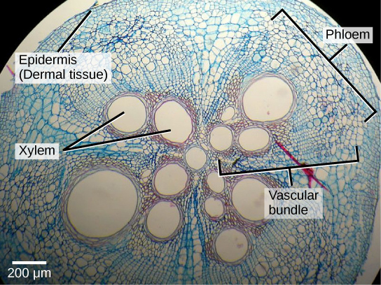 Micrograph shows a round plant stem cross section. There are four teardrop-shaped vascular bundles, with the narrow point of the teardrop meeting at a round xylem vessel. Within each teardrop near the center are two to four more xylem vessels. To the outside of the xylem vessels are much smaller phloem cells. The four vascular bundles are encased in ground tissue. Cells of the ground tissue are somewhat larger than phloem. The stem is protected by an outer layer of dermal tissue, made up of several layers of cells smaller than phloem cells.