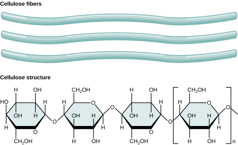 Three cellulose fibers and the chemical structure of cellulose is shown. Cellulose consists of unbranched chains of glucose subunits that form long, straight fibers.