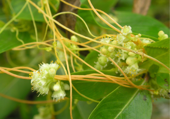 Photo shows a beige vine with small white flowers. The vine is wrapped around a woody stem of a plant with green leaves.