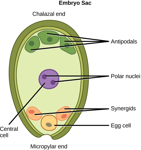 Illustration depicts the embryo sac of an angiosperm, which is egg-shaped. The narrow end, called the micropylar end, has an opening that allows pollen to enter. The other end is called the chalazal end. Three cells called antipodals are at the chalazal end. The egg cell and two other cells called synergids are at the micropylar end. Two polar nuclei are inside the central cell in the middle of the embryo sac.