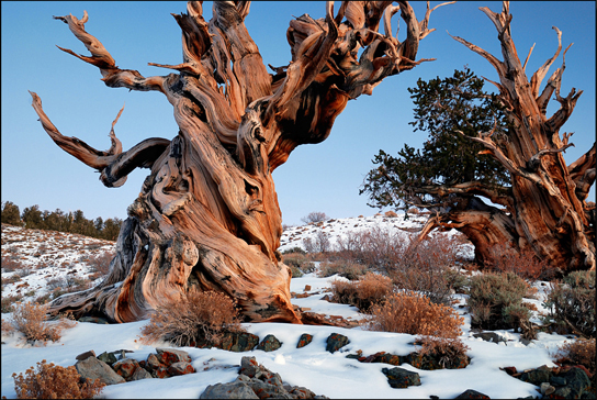 Photo shows the gnarled trunk of a bristlecone pine.