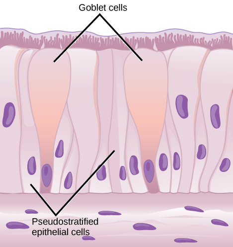 Illustration shows columnar cells arranged side-by-side. The cells are wide at the top, and thin at the bottom. Shorter columnar cells are interspersed between the lower, thin part of the tall columnar cells. Some of these cells extend to the surface of the epithelium, but they are very thin at the top. The nuclei of the tall columnar cells are located near the top, and the nuclei of the shorter columnar cells are located near the bottom, giving the appearance of two layers of cells. Cilia extend from the top of the tall columnar cells. Oval goblet cells are interspersed among the columnar epithelial cells. Beneath the columnar cells is a layer of horizontal cells.