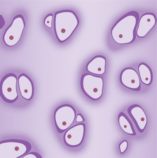 Illustration shows pairs of chondrocytes embedded in a matrix. The parts of the cells that face one another are flat, and the outer surfaces are rounded. Each cell has a small, rounded nucleus.