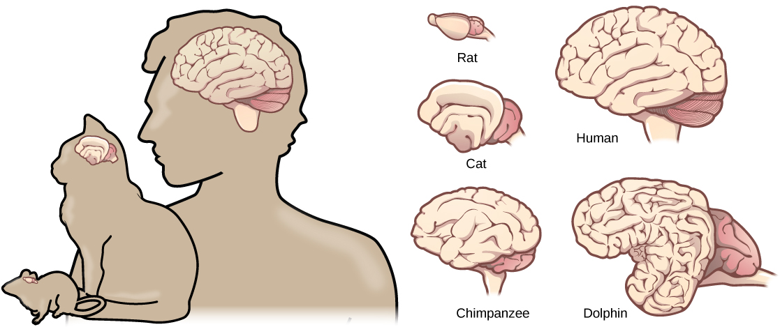 Illustrations shows that brains increase in size and amount of cortical folding from rat to cat to chimpanzee to human to dolphin.