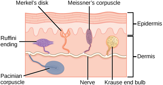 Illustration shows the location of various mechanoreceptors in a cross section of the epidermis and dermis. A nerve runs along the middle of the dermis, and all the mechanoreceptors are connected to it. Ruffini endings, Merkel’s disks, and Meissner’s corpuscles are all located in the upper dermis above the nerve. Ruffini endings are bulbous, horizontal mechanoreceptors located in the middle of the upper dermis. Meissner’s corpuscles are bulbous, vertical mechanoreceptors that touch the bottom of the epidermis. Merkel’s disks have finger-like projections that also touch the bottom of the epidermis. The last type of mechanoreceptor, Pacini corpuscles, are oval mechanoreceptors located in the lower dermis.