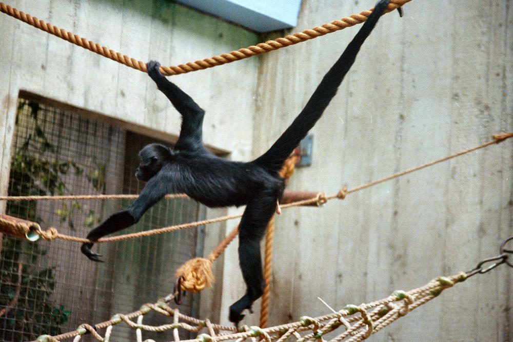Image of a spider monkey swinging on a branch.