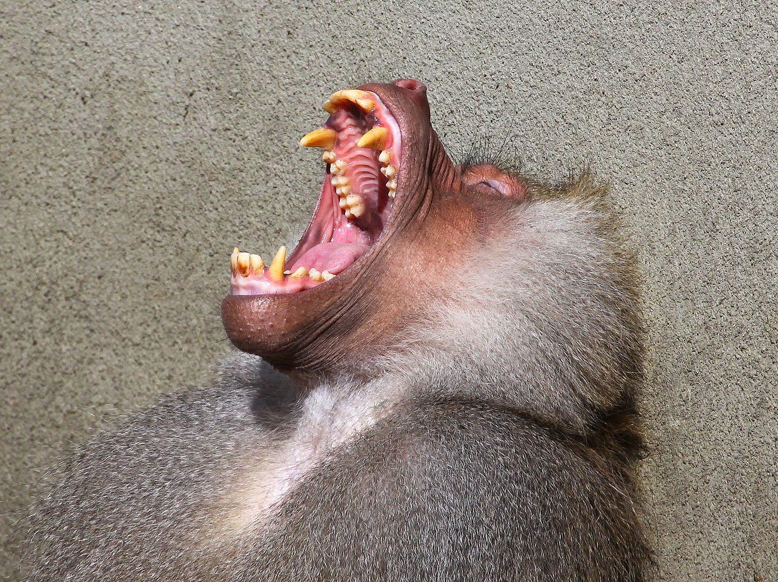 why do apes have canine teeth