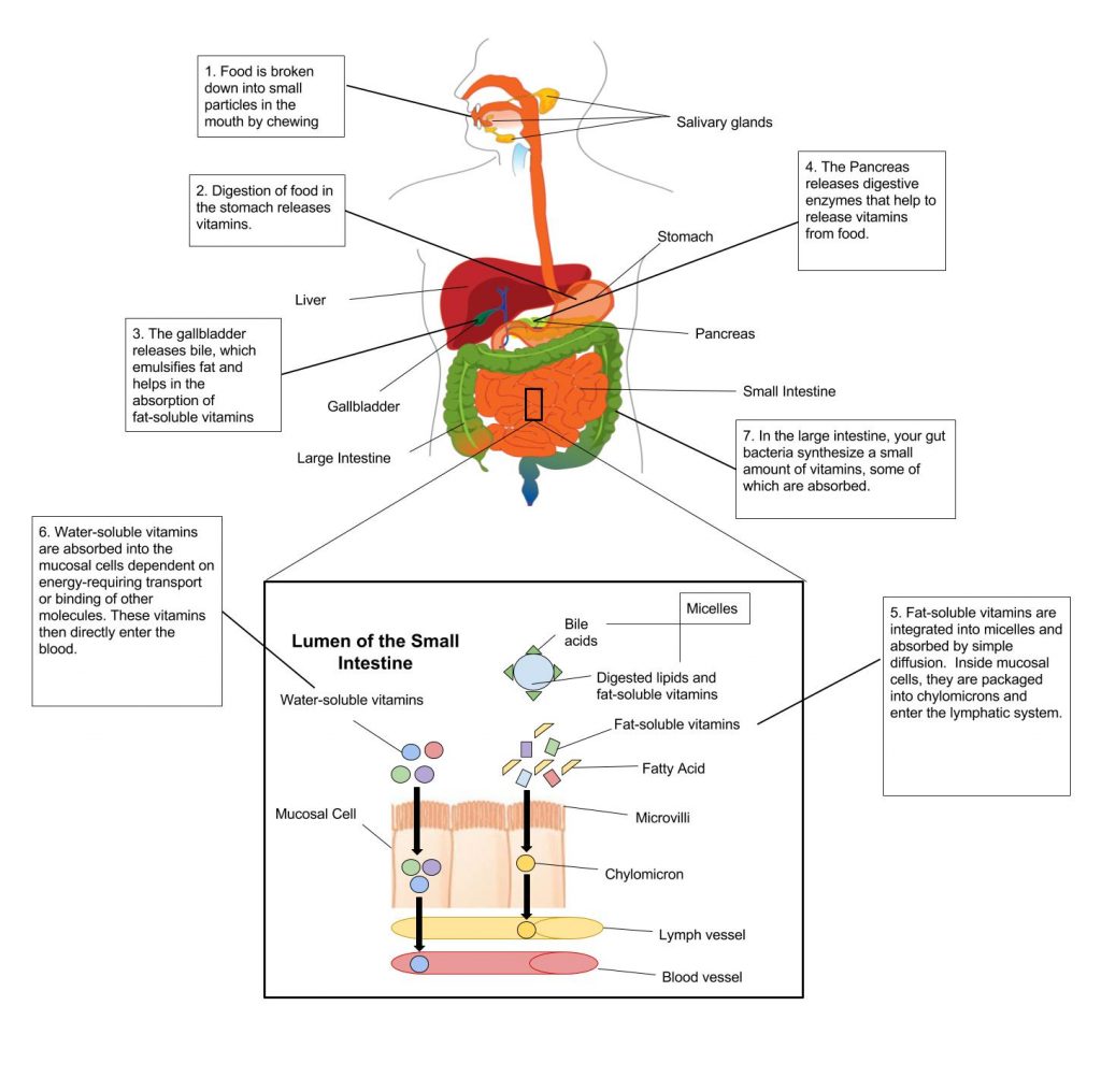 Process of vitamin absorption in body