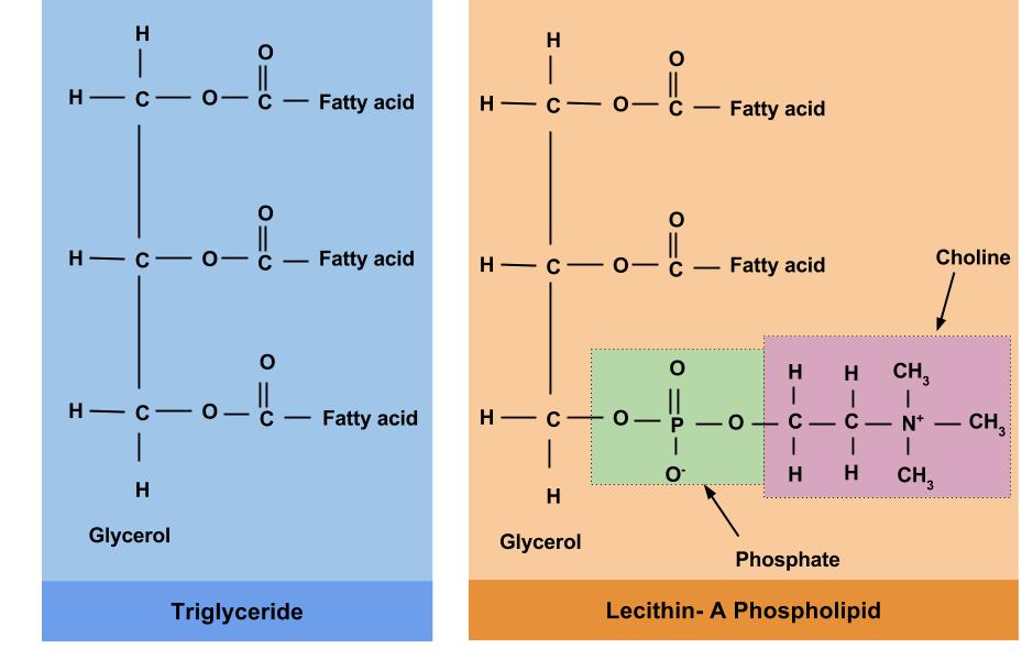 Triglycerides Vs Phospholipids Human Nutrition Deprecated