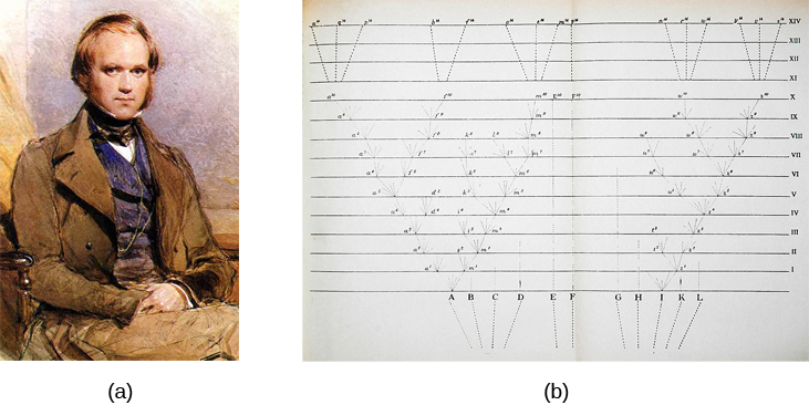 Image (a) is a painted portrait of Darwin. Image (b) is a sketch of lines that split apart into branched structures.
