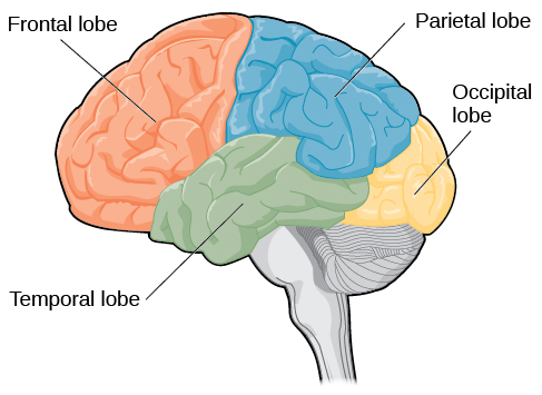 An illustration shows the four lobes of the brain.
