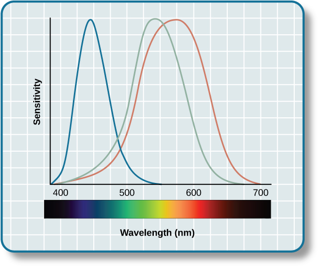 A graph is shown with “sensitivity” plotted on the y-axis and “Wavelength” in nanometers plotted along the x-axis with measurements of 400, 500, 600, and 700. Three lines in different colors move from the base to the peak of the y axis, and back to the base. The blue line begins at 400 nm and hits its peak of sensitivity around 455 nanometers, before the sensitivity drops off at roughly the same rate at which it increased, returning to the lowest sensitivity around 530 nm . The green line begins at 400 nm and reaches its peak of sensitivity around 535 nanometers. Its sensitivity then decreases at roughly the same rate at which it increased, returning to the lowest sensitivity around 650 nm. The red line follows the same pattern as the first two, beginning at 400 nm, increasing and decreasing at the same rate, and it hits its height of sensitivity around 580 nanometers. Below this graph is a horizontal bar showing the colors of the visible spectrum.