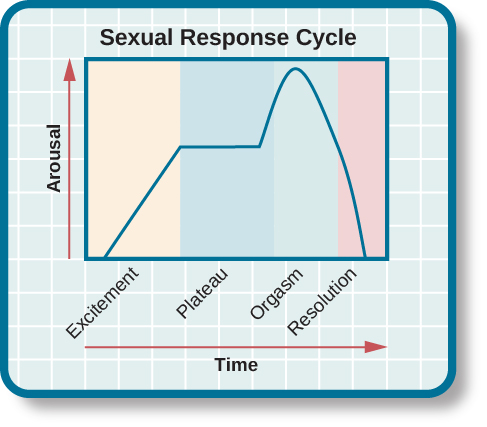 A graph titled “Sexual response cycle” has an x-axis labeled “time” and a y-axis labeled “arousal.” Four phases are depicted. In the “excitement” phase the arousal level increases from the bottom to midway on the graph. In the “plateau” phase the arousal level remains mostly steady at the midpoint of the graph and then begins to rise at the end of the plateau phase. At the “orgasm” phase, the arousal level sharply increases, peaks at the top of the graph, and then declines to the midway point. In the “resolution” phase the graph drops from the midway point to the bottom.