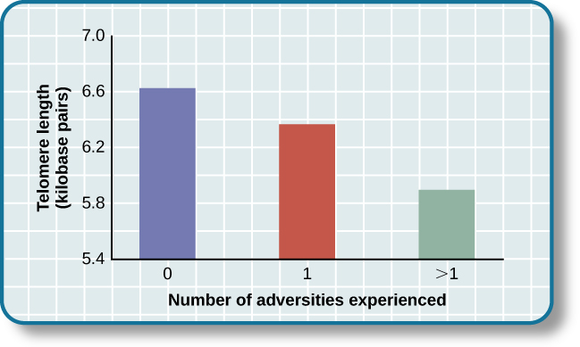 A bar graph shows the relationship between telomere length in kilobase pairs and the number of adversities people experienced. Those who experienced zero adversities had about 6.6 kilobase pairs for telomere size. Those who experienced one adversity had about 6.4 kilobase pairs for telomere size. Those who experienced more than one adversity had about 5.9 kilobase pairs for telomere size.