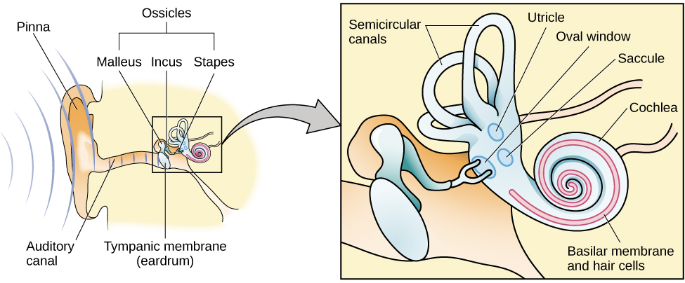 An illustration shows sound waves entering the “auditory canal” and traveling to the inner ear. The locations of the “pinna,” “tympanic membrane (eardrum)” are labeled, as well as parts of the inner ear: the “ossicles” and its subparts, the “malleus,” “incus,” and “stapes.” A callout leads to a close-up illustration of the inner ear that shows the locations of the “semicircular canals,” “uticle,” “oval window,” “saccule,” “cochlea,” and the “basilar membrane and hair cells.”