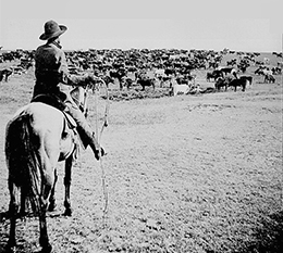 A photograph shows a cattle drive, with a single mounted cowboy in the forefront and a large herd of cattle grazing before him.