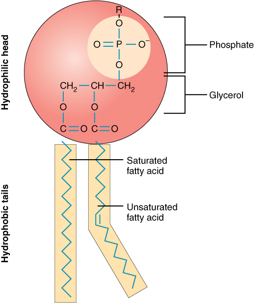 This diagram shows the structure of a phospholipid. The hydrophilic head group is shown as a pink sphere and the two tails are shown as yellow rectangles.