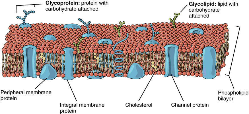 This image shows a lipid bilayer with different types of proteins, lipids and cholesterol embedded in it.