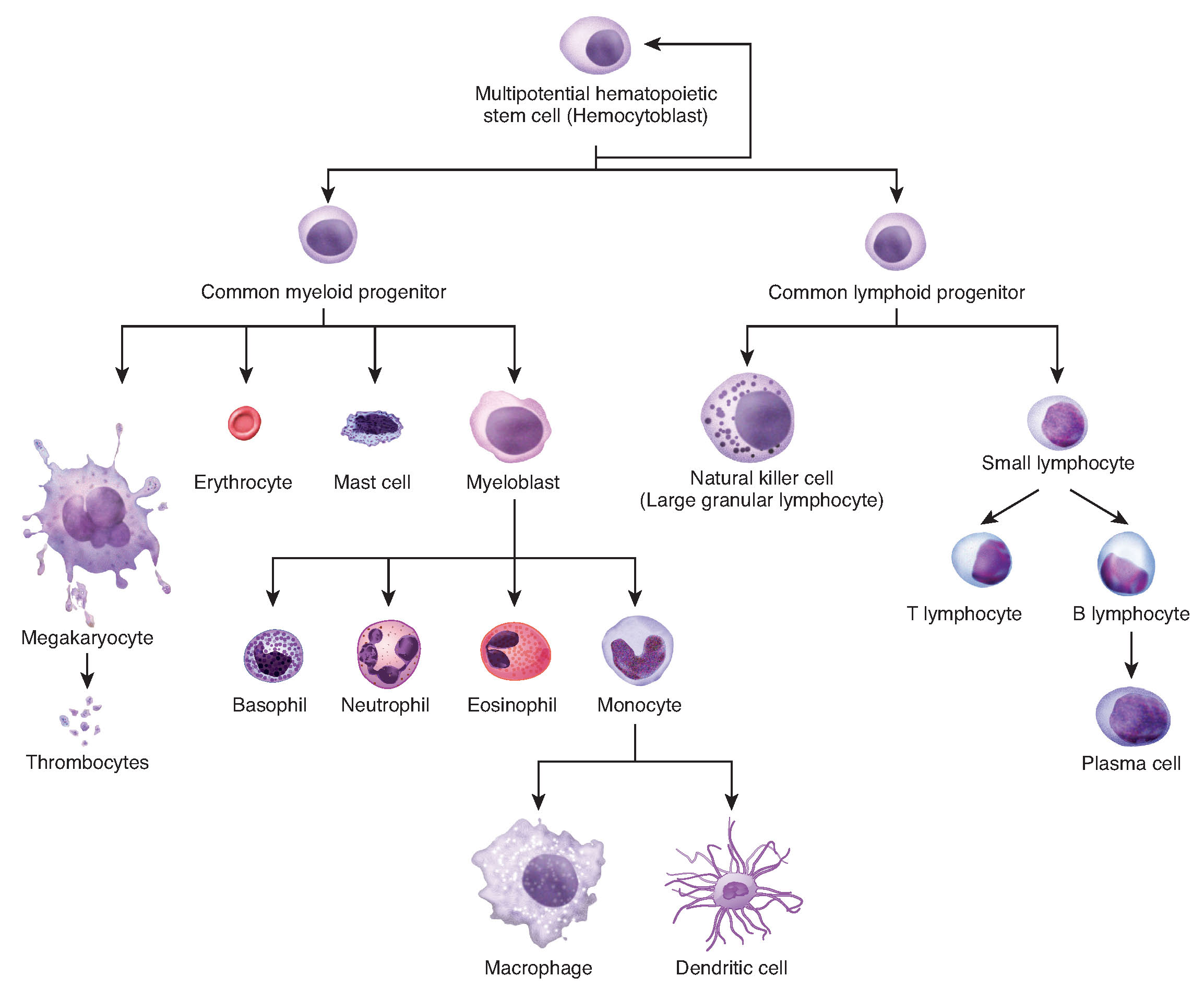 Stem Cells and Differentiation: the Core of your Body's 24/7/365