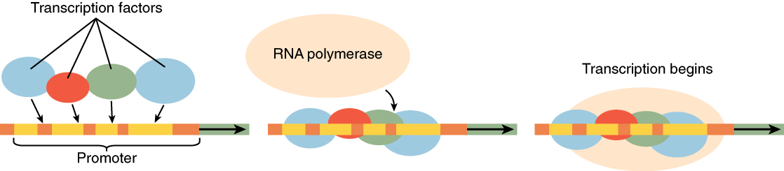 This diagram shows transcription factors and then RNA polymerase binding to a stretch of RNA to initiate transcription.