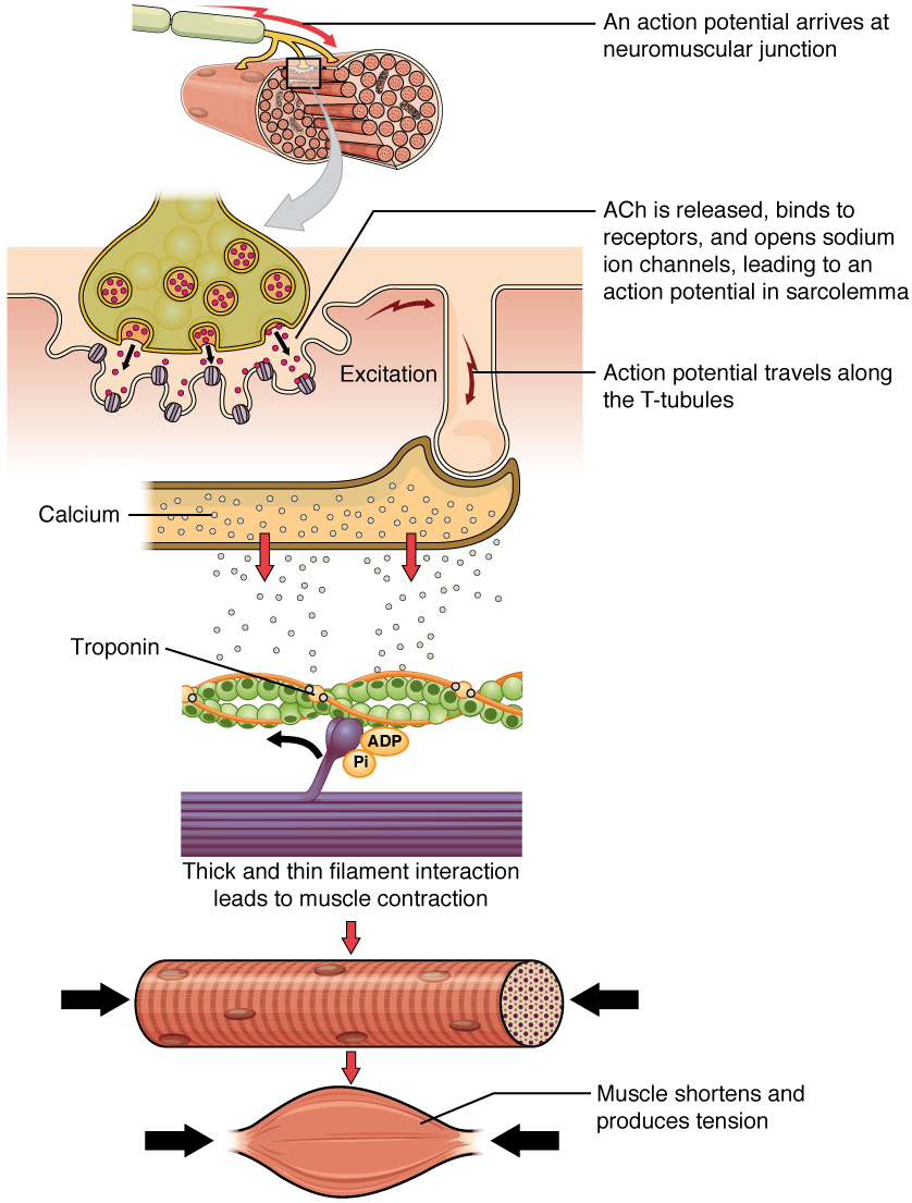 Overview of the cellular processes of skeletal muscle repair. Figure