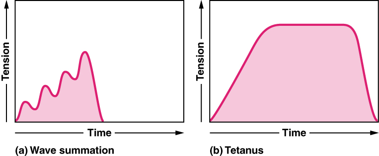 This figure shows two graphs of tension versus time. The left panel shows wave summation and the right panel shows tetanus summation.