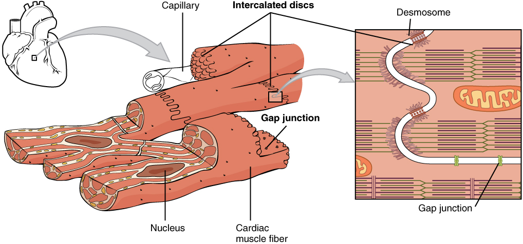 This image shows the structure of the cardiac muscle. A small image of the heart is shown on the top left of the figure and then a magnified view of the cardiac muscle is shown, with the nucleus and the cardiac muscle fiber labeled. A further magnification shows the structure of the intercalated discs with the desmosome and gap junction.