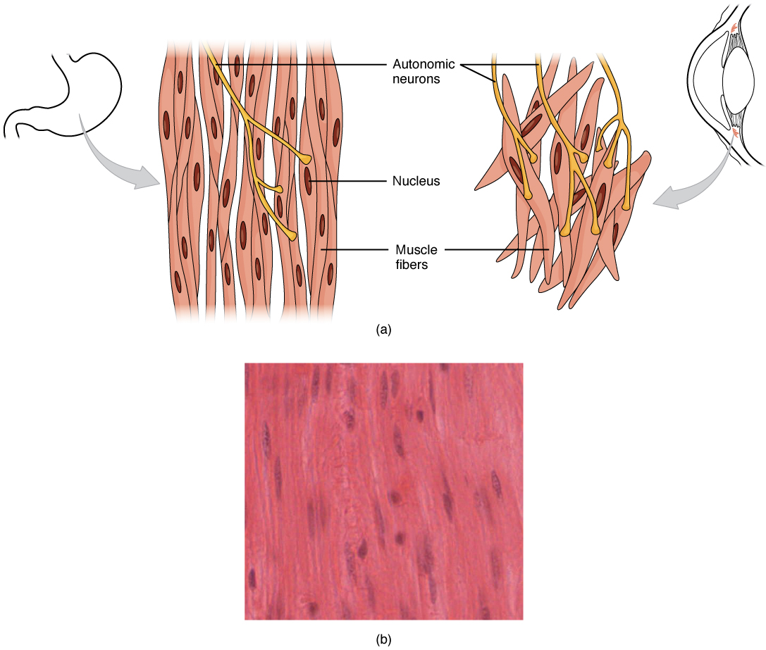 This diagram shows the structure of smooth muscle. To the left of the figure, a small diagram of the stomach is shown. To its immediate right, a magnified view of the muscle fibers are shown and a further magnification highlights the structure of these cells. Below these drawings is a micrograph showing smooth muscle tissue cells.