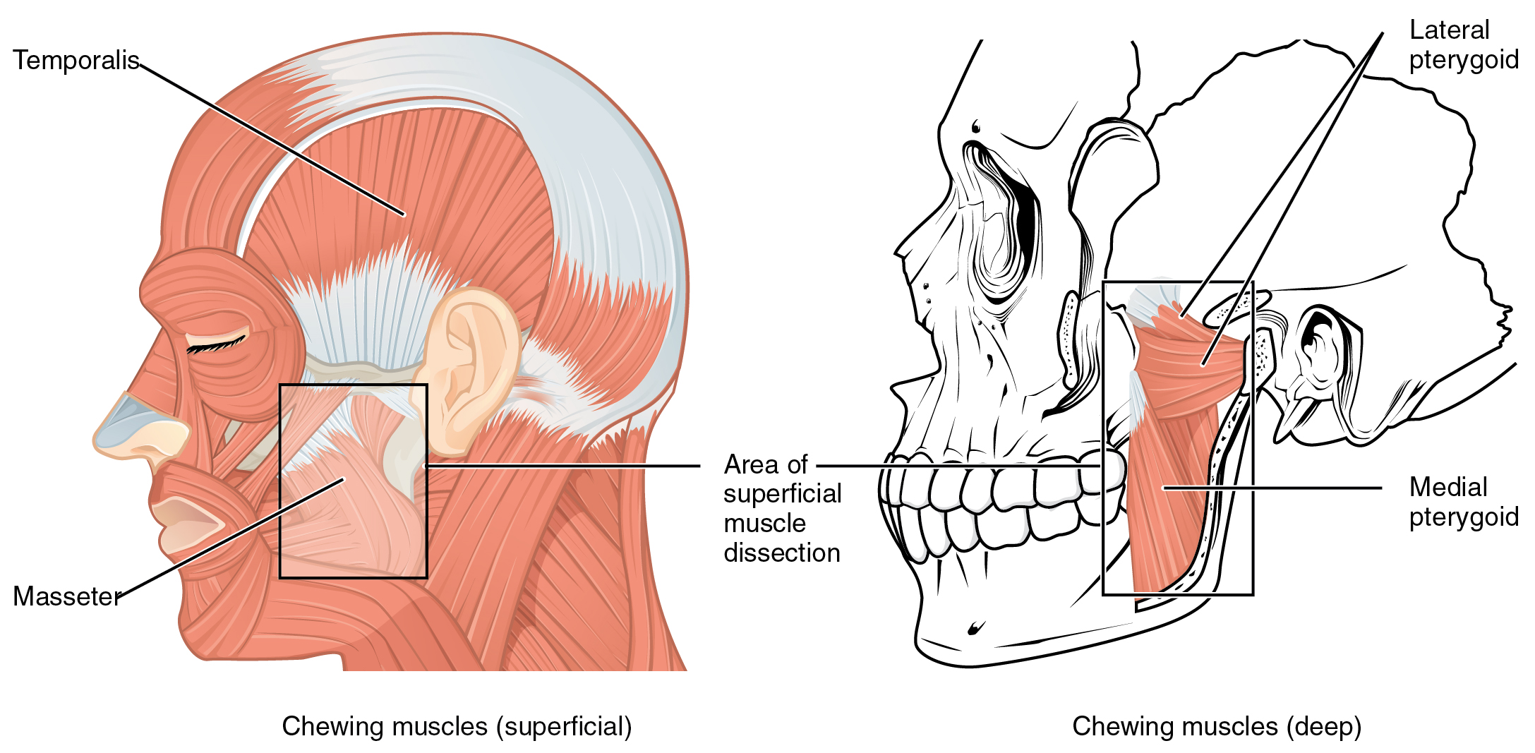 The left panel of this figure shows the superficial chewing muscles in face, and the right panel shows the deep chewing muscles.
