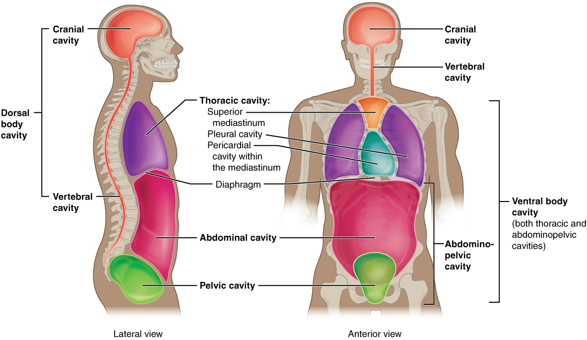 This illustration shows a lateral and anterior view of the body and highlights the body cavities with different colors. The cranial cavity is a large, bean-shaped cavity filling most of the upper skull where the brain is located. The vertebral cavity is a very narrow, thread-like cavity running from the cranial cavity down the entire length of the spinal cord. Together the cranial cavity and vertebral cavity can be referred to as the dorsal body cavity. The thoracic cavity consists of three cavities that fill the interior area of the chest. The two pleural cavities are situated on both sides of the body, anterior to the spine and lateral to the breastbone. The superior mediastinum is a wedge-shaped cavity located between the superior regions of the two thoracic cavities. The pericardial cavity within the mediastinum is located at the center of the chest below the superior mediastinum. The pericardial cavity roughly outlines the shape of the heart. The diaphragm divides the thoracic and the abdominal cavities. The abdominal cavity occupies the entire lower half of the trunk, anterior to the spine. Just under the abdominal cavity, anterior to the buttocks, is the pelvic cavity. The pelvic cavity is funnel shaped and is located inferior and anterior to the abdominal cavity. Together the abdominal and pelvic cavity can be referred to as the abdominopelvic cavity while the thoracic, abdominal, and pelvic cavities together can be referred to as the ventral body cavity.