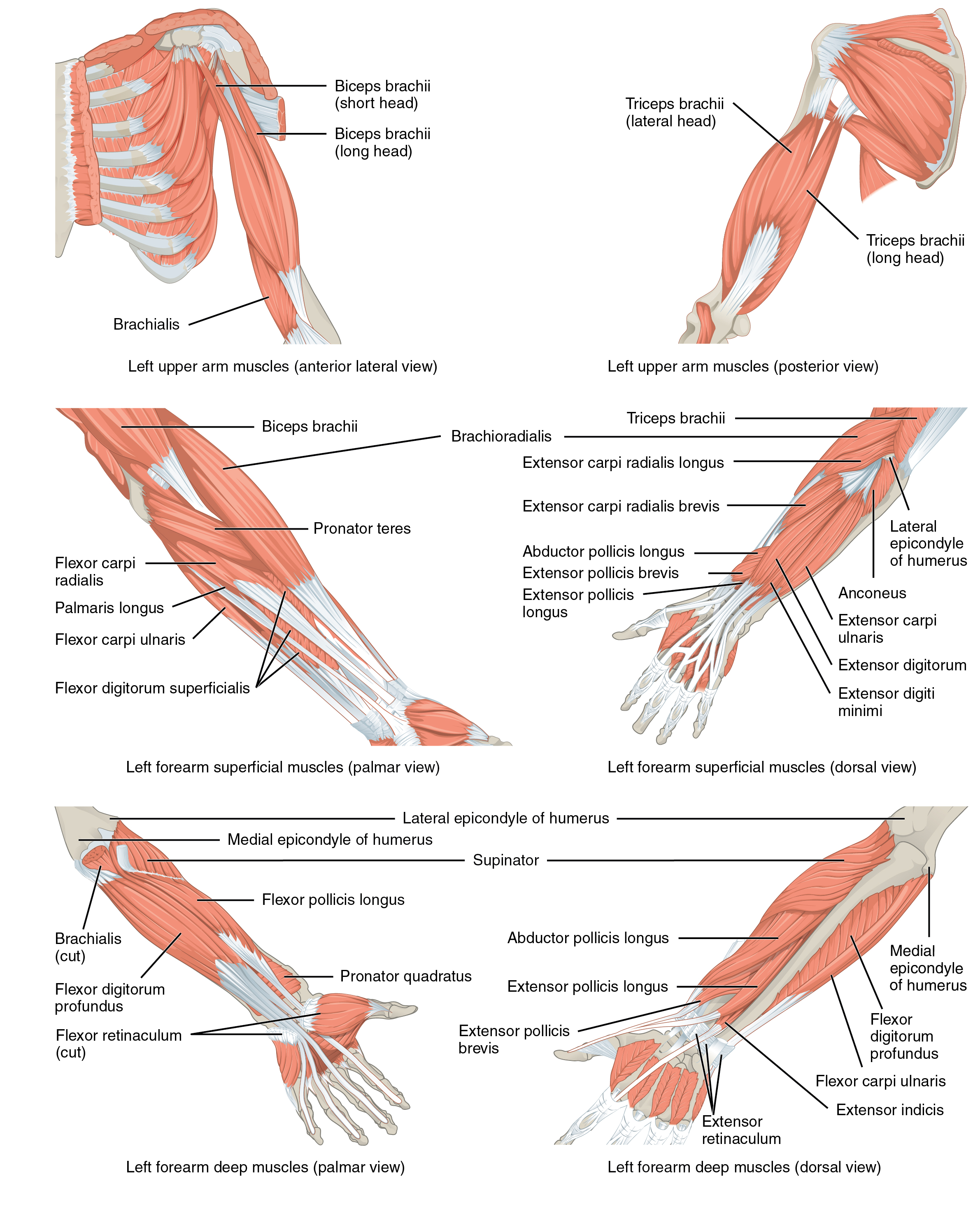 This multipart figure shows the different muscles that move the forearm. The major muscle groups are labeled.