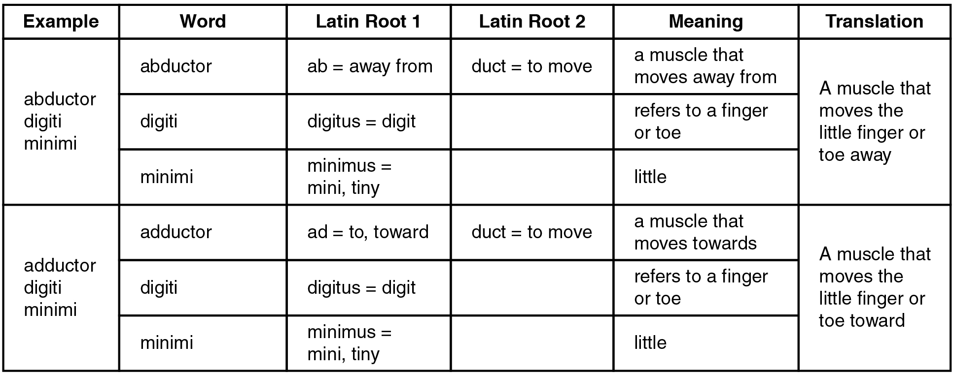 This table shows two examples of muscle names and how to translate them based on their Latin roots. The first row uses abductor digiti minimi as an example. The word abductor comes from the Latin roots ab, which means away from, and duct, which means to move. Therefore an abductor is a muscle that moves away from something. The word digiti comes from the Latin root digititus, which means digit and refers to a finger or toe. The word minimi comes from the Latin root minimus, which means minimum, tiny, or little. Therefore, the abductor digiti minimi is a muscle that moves the little finger or toe away. The second row uses the adductor digiti minimi as an example. The word adductor comes from the Latin root ad, which means to or toward, and duct, which means to move. Therefore an adductor is a muscle that moves toward something. As with the abductor digiti minimi, digiti refers to a finger or toe and minimi refers to something that is little. Therefore the adductor digiti minimi is a muscle that moves the little finger or toe forward.