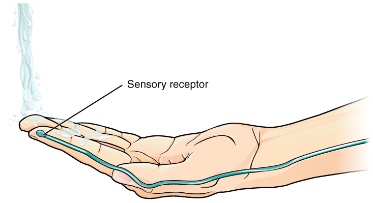 This diagram shows the first step of the previous figure. A hand is placed under flowing water, causing a sensory receptor in the index finger to send a nerve impulse down the arm, to the spinal cord.