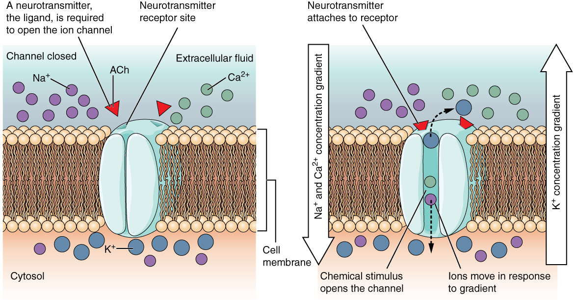 These two diagrams each show a channel protein embedded in the cell membrane. In the left diagram, there is a large number of sodium ions (NA plus) and calcium ions (CA two plus) in the extracellular fluid. Within the cytosol, there is a large number of potassium ions (K plus) but only a few sodium ions. In this diagram, the channel is closed. Two ACH molecules are floating in the extracellular fluid. Their label indicates that a neurotransmitter, a ligand, is required to open the ion channel. The neurotransmitter receptor site on the extracellular fluid side of the channel protein matches the shape of the ACH molecules. In the right diagram, the two ACH molecules attach to the neurotransmitter receptor sites on the channel protein. This opens the channel and the sodium and calcium ions diffuse through the channel and into the cytosol, down their concentration gradient. The potassium ions also diffuse through the channel in the opposite direction down their concentration gradient (out of the cell and into the extracellular fluid).