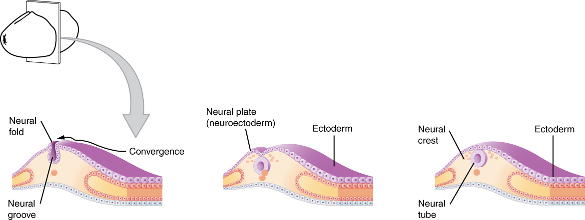 This figure shows the development of the neural tube in an embryo. The left panel shows the formation of a neural fold in the neuroectoderm. The middle panel shows the formation of the neural plate and the right panel shows the formation of the neural crest and neural tube.