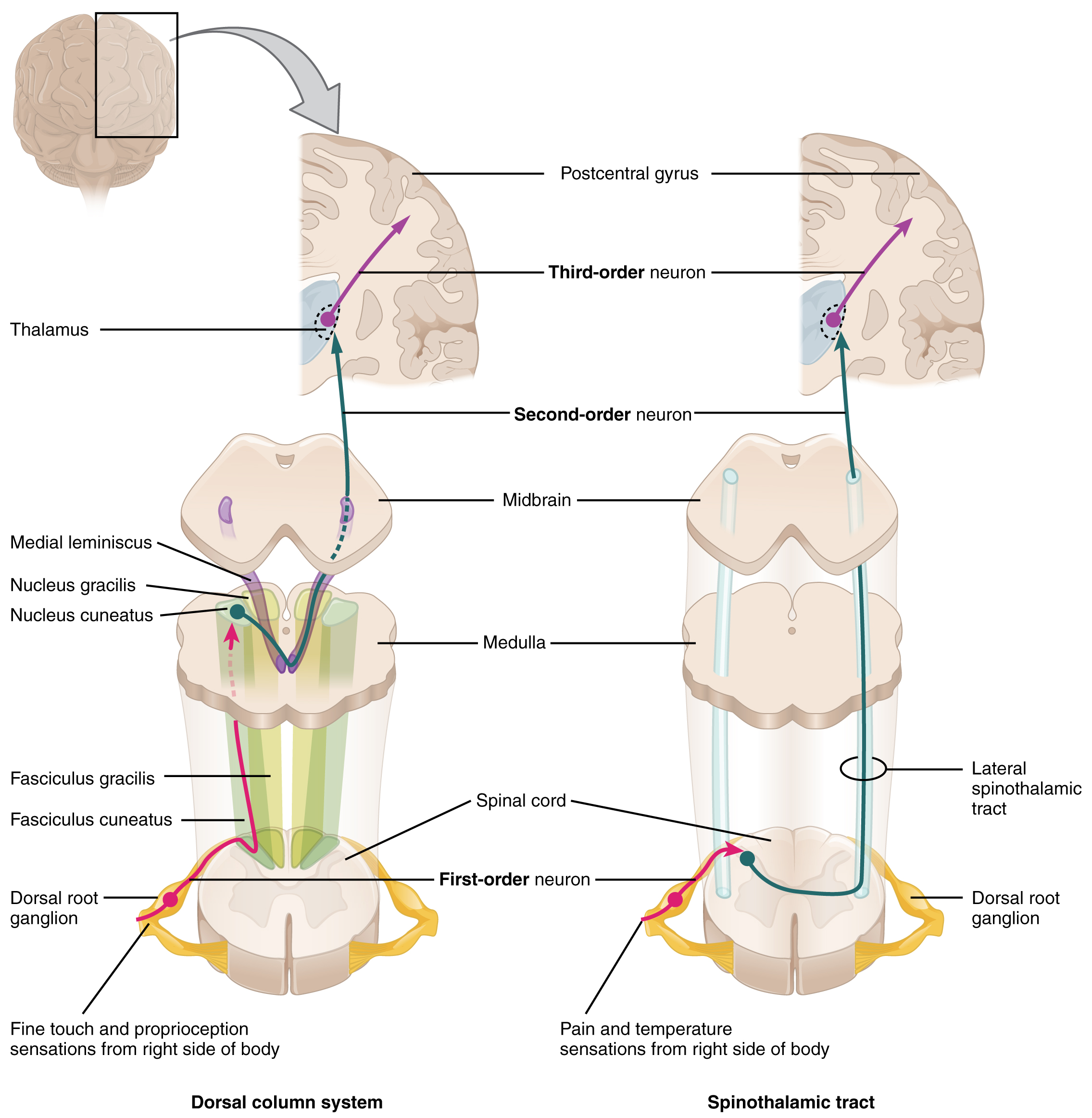 The left panel shows the dorsal column system and its connection to the brain. The right column shows the spinothalamic tract and its connection to the brain.