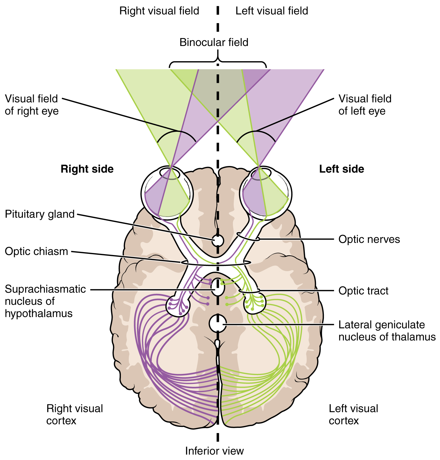 This image shows the right and left visual fields in the brain. It describes how the optical fields map to different sides of the brain.