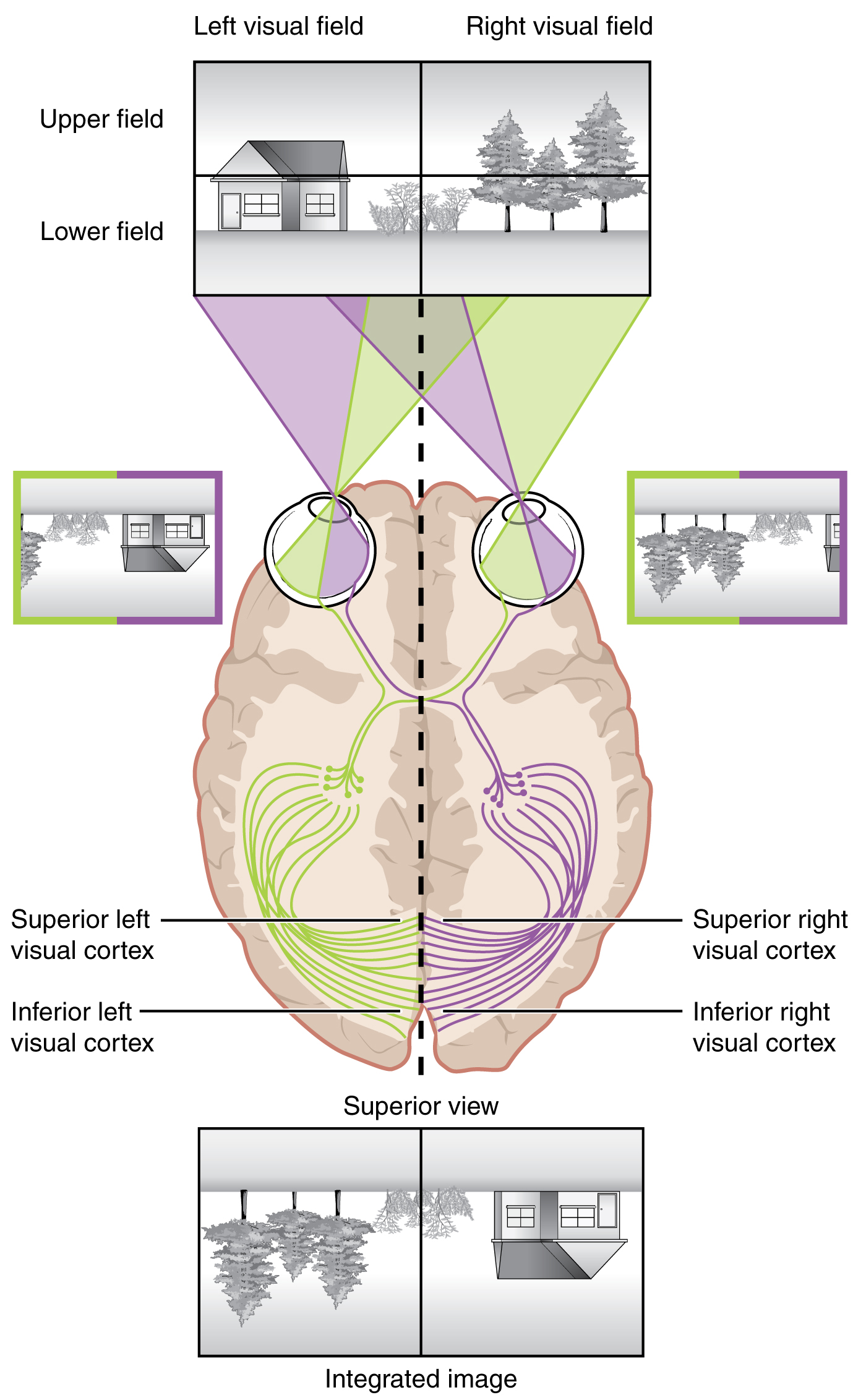 This image shows the mapping of the right and left visual fields on the brain. It also explains how the brain merges images from both visual fields.