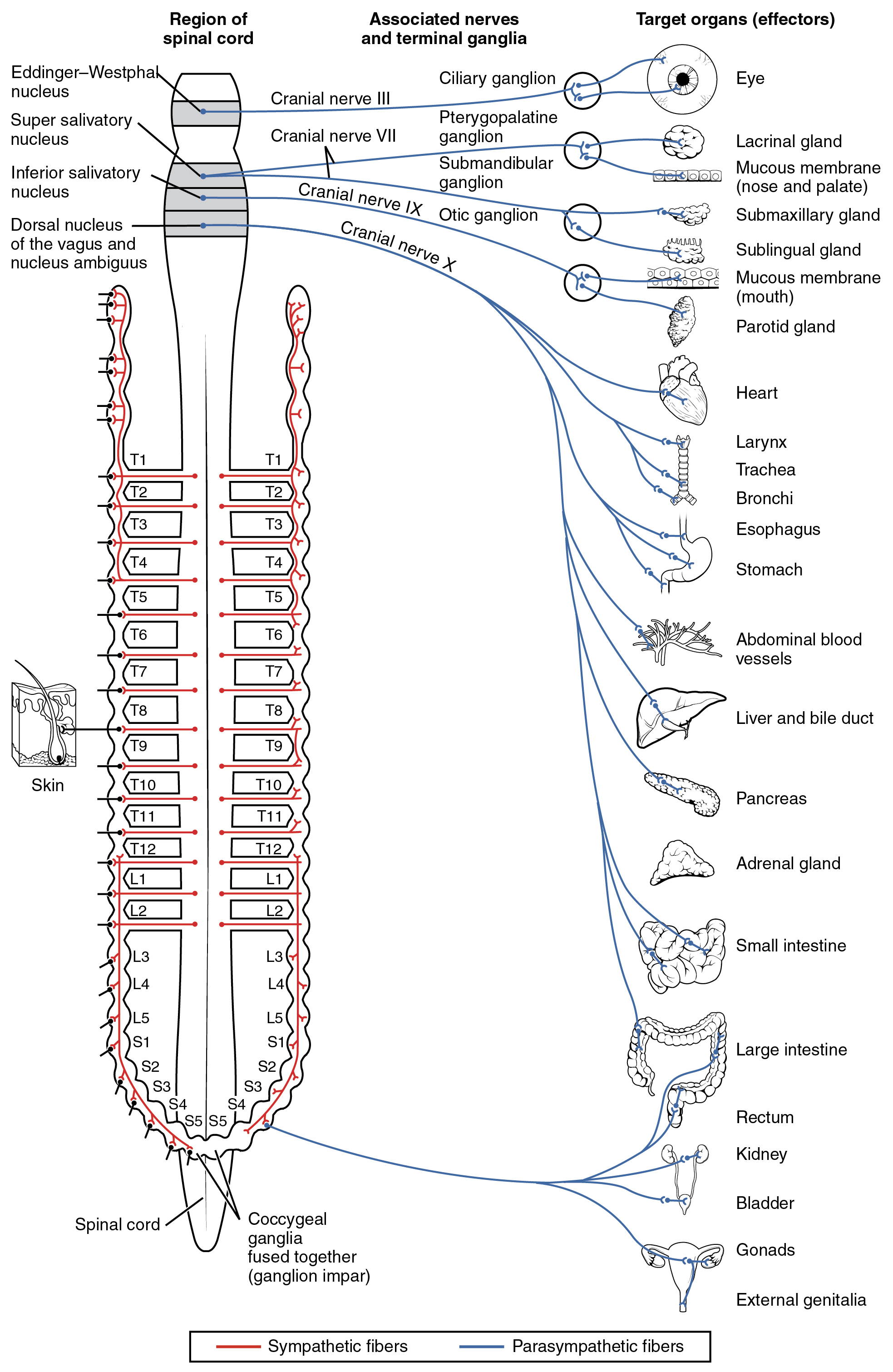 Divisions of the Autonomic Nervous System – Anatomy & Physiology