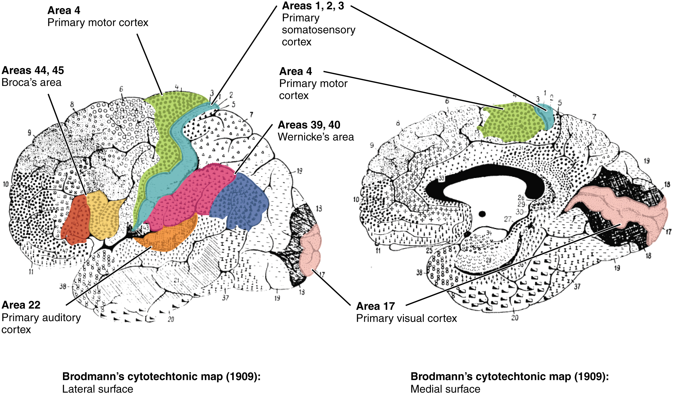 This figure shows a brain with the different regions highlighted in different colors. The left panel shows the lateral surface of the brain. The right panel shows the medial surface of the brain. The same color scheme is used to identify the different regions in both panels.