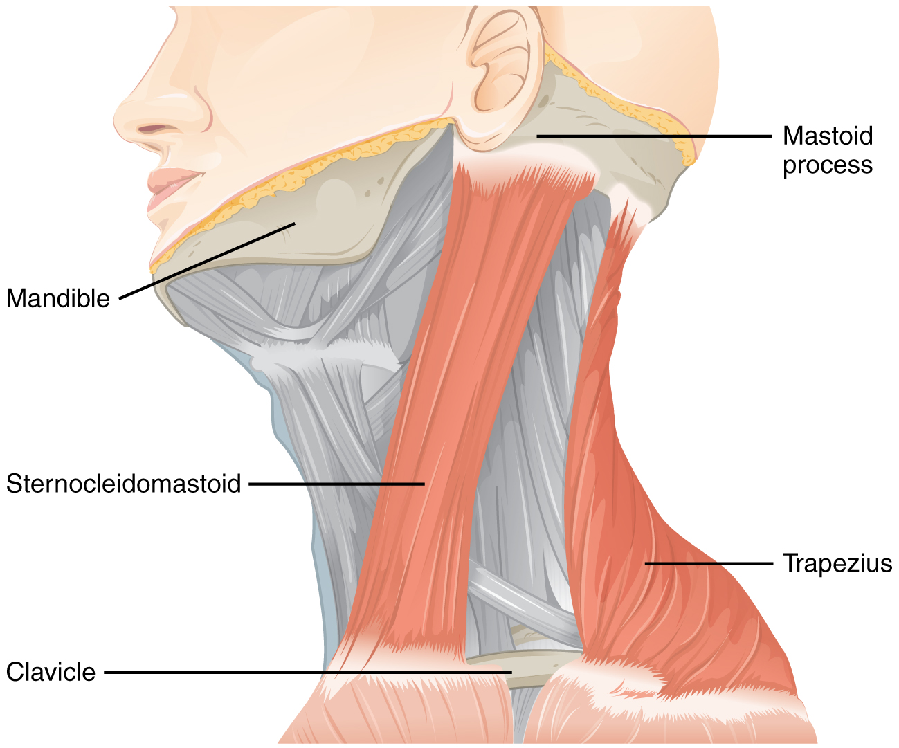 This figure shows the side view of a person’s neck with the different muscles labeled.