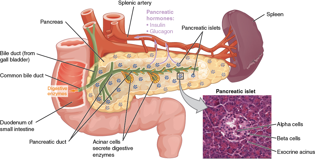 This diagram shows the anatomy of the pancreas. The left, larger side of the pancreas is seated within the curve of the duodenum of the small intestine. The smaller, rightmost tip of the pancreas is located near the spleen. The splenic artery is seen travelling to the spleen, however, it has several branches connecting to the pancreas. An interior view of the pancreas shows that the pancreatic duct is a large tube running through the center of the pancreas. It branches throughout its length in to several horseshoe- shaped pockets of acinar cells. These cells secrete digestive enzymes, which travel down the bile duct and into the small intestine. There are also small pancreatic islets scattered throughout the pancreas. The pancreatic islets secrete the pancreatic hormones insulin and glucagon into the splenic artery. An inset micrograph shows that the pancreatic islets are small discs of tissue consisting of a thin, outer ring called the exocrine acinus, a thicker, inner ring of beta cells and a central circle of alpha cells.